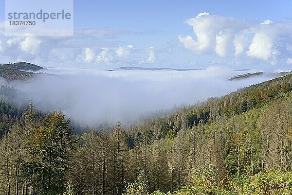 Ausblick über herbstlichen Mischwald und Berghöhen bei aufziehendem Nebel  Naturpark Arnsberger Wald  Nordrhein-Westfalen  Deutschland  Europa