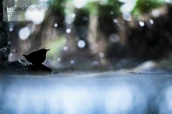 Wasseramsel (Cinclus cinclus)  adult  erwachsenes Tier auf Stein unter einer Brücke auf einer Fischtreppe in einem Fließgewässer  Schneefall  Silhouette  Teutoburger Wald  Niedersachen  Deuschland