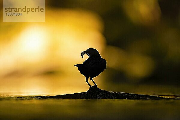 Wasseramsel (Cinclus cinclus) adult  Altvogel auf einem Stein mit Köcherfliegen (Trichoptera) im Schnabel  Bach  Nahrungsuche  Gegenlicht  Umriss  Silhouette  vor farbigem Hintergrund  warmes Abendlicht  Mittelgebirgsbach  Teutoburger Wald  Niedersachen  Deuschland