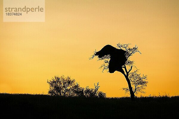 Ein großes Nest der Sozialen Webervögel hängt als Silhouette in einem Baum vor dem orange gelben Himmel im Hintergrund. Kalahari  Südafrika
