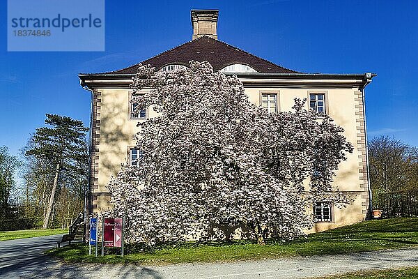 Magnolienbaum (Magnolia x soulangiana)  Tulpenmagnolie vor Schloss Schieder  Schlosspark  Schieder-Schwalenberg  Naturpark Teutoburger Wald Eggegebirge  Nordrhein-Westfalen  Deutschland  Europa