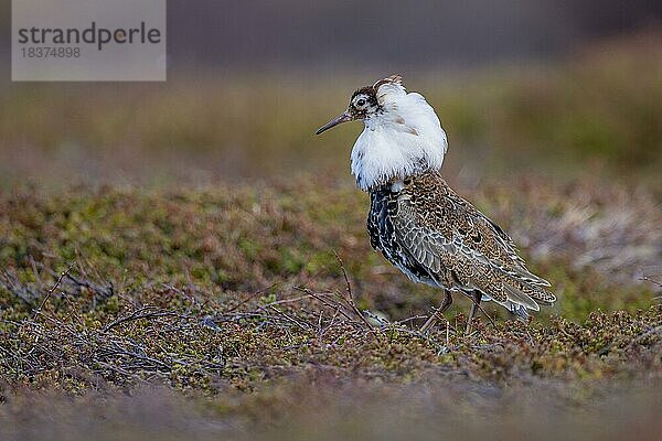 Kampfläufer (Philomachus pugnax)  Männchen  Prachtkleid  weiß-brauner Kopfschmuck  Halskrause  Balzplatz  Balzarena  Varangerhalbinsel  Finnmark  Nordnorwegen  Norwegen  Europa