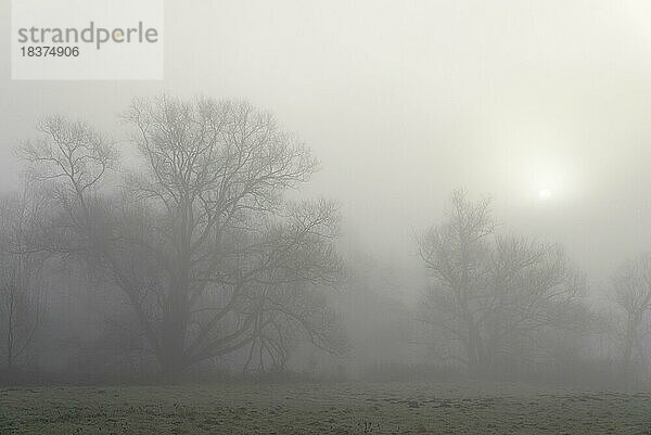 Laubbäume im dichten Nebel und Morgensonne  Nordrhein-Westfalen  Deutschland  Europa