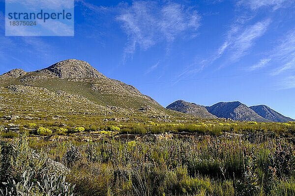Swartbergpass  Swartberg Pass  Swartberge  zwischen Oudtshoorn im Süden und Prince Albert im Norden  Karoo  Westkap  Western Cape  Südafrika