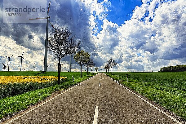 Landstraße  Windkraftanlage  Rapsfeld im Frühling  Höxter  Deutschland  Europa