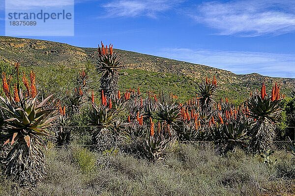 Wüste  Little Karoo mit blühender (Aloe Ferox)  Landschaft am Huisrivierpass  durch die Klein-Karoo  Route 62  Westkap  Western Cape  Südafrika