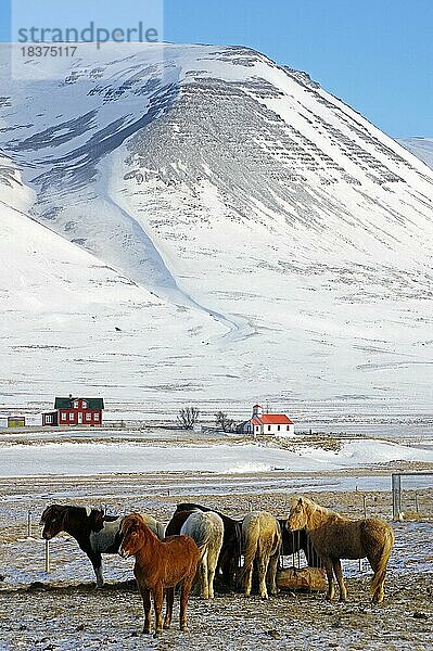 Islandpferde drängen sich im Winter um eine kleine Futterstelle  kleine Kappelle und Hof vor verschneiten Bergen  Dalvik  Island  Europa