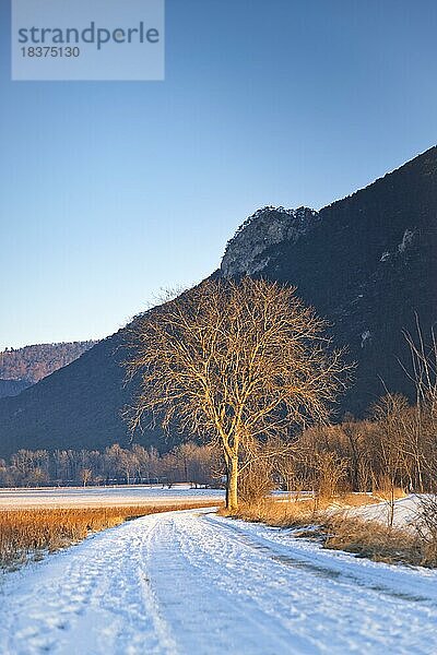 Schneelandschaft mit Bergen und einem Baum im Sonnenaufgang  Ternitz  Niederösterreich  Österreich  Europa