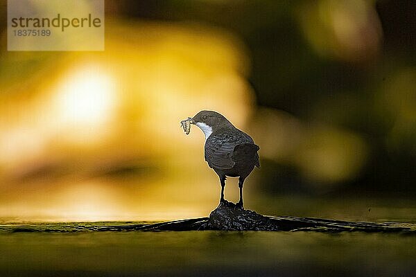 Wasseramsel (Cinclus cinclus) adult  Altvogel auf einem Stein mit Köcherfliegen (Trichoptera) im Schnabel  Bach  Nahrungsuche  Gegenlicht  Umriss  Silhouette  vor farbigem Hintergrund  warmes Abendlicht  Mittelgebirgsbach  Teutoburger Wald  Niedersachen  Deuschland