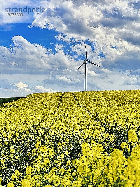 Windkraftanlage im ländlichen Raum  einzelnes Windrad auf einem Rapsfeld im Frühling  Höxter  Deutschland  Europa
