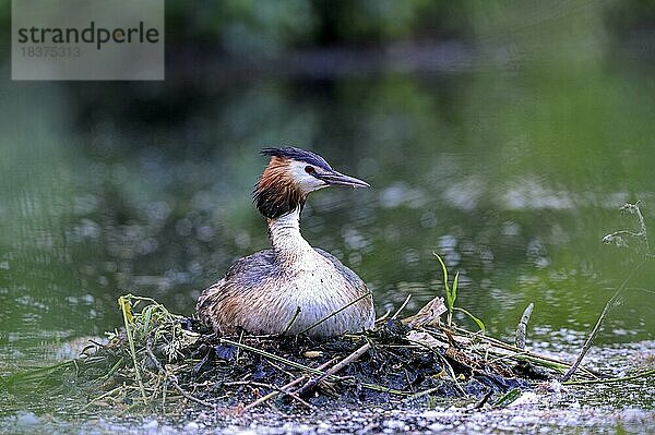 Haubentaucher (Podiceps cristatus)  Altvogel auf dem Nest  brütend  Krickenbecker Seen  Nordrhein-Westfalen  Deutschland  Europa