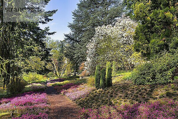 Spazierweg durch blühenden Heidegarten  sonniges Frühlingswetter  Botanischer Garten Bielefeld  Ostwestfalen-Lippe  Nordrhein-Westfalen  Deutschland  Europa