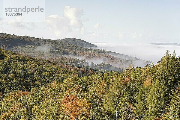 Ausblick über herbstlichen Mischwald und Berghöhen bei aufziehendem Nebel  Naturpark Arnsberger Wald  Nordrhein-Westfalen  Deutschland  Europa