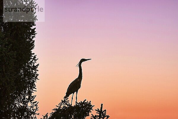 Graureiher  Fischreiher (Ardea cinerea) im Baum  Silhouette vor Abendhimmel  Deutschland  Europa