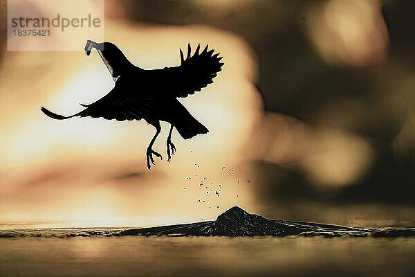 Wasseramsel (Cinclus cinclus) adult  Altvogel von einem Stein auffliegend  mit Köcherfliegen (Trichoptera) im Schnabel  Bach  Nahrungsuche  Gegenlicht  Bewegungsunschärfe  Umriss  Silhouette  vor farbigem Hintergrund  warmes Abendlicht  spritzendes Wasser  Mittelgebirgsbach  Teutoburger Wald  Niedersachen  Deuschland