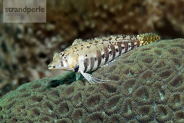 Gefleckter Sandbarsch (Parapercis punctulata)  l liegt auf Favia Steinkoralle (Favia russeli)  Sawusee  Pazifik  Nationalpark Komodo  Kleine Sundainseln  Provinz Ost-Nusa Tenggara  Insel Komodo  Indonesien  Asien