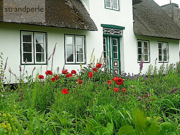 Friesenhaus  Sylt  Insel  Nordsee  Schleswig-Holstein  Deutschland  Europa