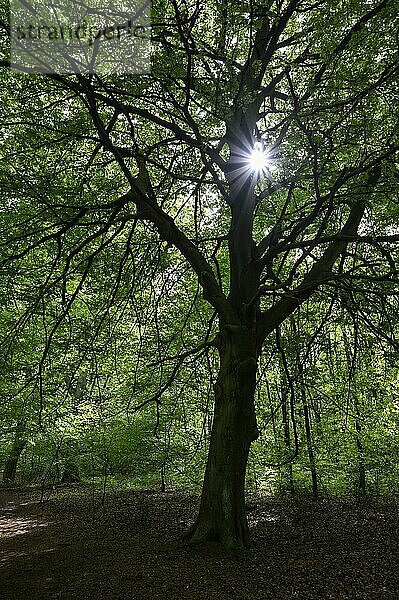 Buchenwald im Frühjahr  mit Sonnenstern  Bottrop  Ruhrgebiet  Nordrhein-Westfalen  Deutschland  Europa