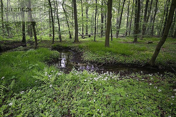 Bärlauch (Allium ursinum)  blühende Pflanzen am Bachufer  im Buchenwald  Bottrop  Ruhrgebiet  Nordrhein-Westfalen  Deutschland  Europa