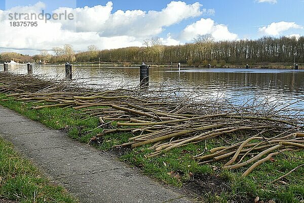 Mit Kettensäge geschnittene Bäume am Nord-Ostsee-Kanal  Schleswig-Holstein  Deutschland  Europa