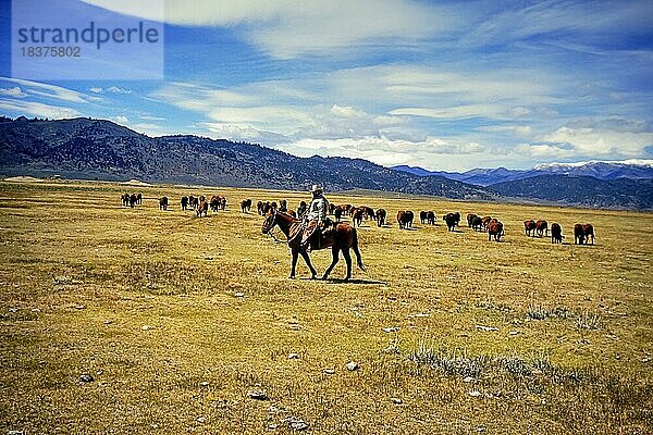 Cowboy und Rinderherde  Hunewill-Ranch  Kalifornien  USA  Nordamerika