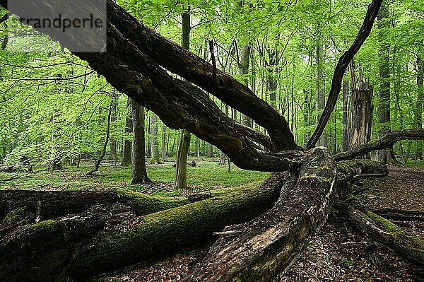 Buchenwald im Frühjahr  toter Baum  Bottrop  Ruhrgebiet  Nordrhein-Westfalen  Deutschland  Europa