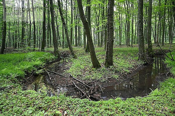 Buchenwald und Bachlauf im Frühjahr  Bottrop  Ruhrgebiet  Nordrhein-Westfalen  Deutschland  Europa
