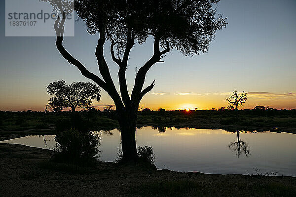 Südafrika  Krüger-Nationalpark  Silhouetten von Bäumen am See bei Sonnenuntergang