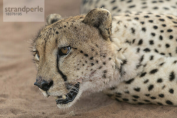 Südafrika  Marakele-Nationalpark  Nahaufnahme eines Geparden