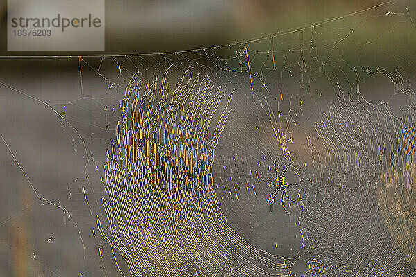 Südafrika  Krüger-Nationalpark  Spinne im Netz
