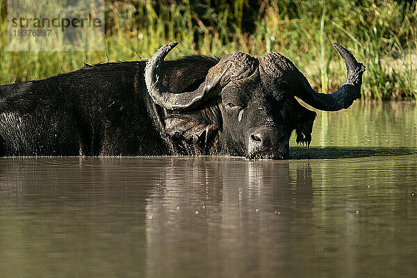 Südafrika  Krüger Nationalpark  Kapbüffel im Wasser