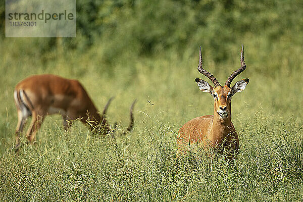 Südafrika  Krüger-Nationalpark  Impalas auf einer Wiese