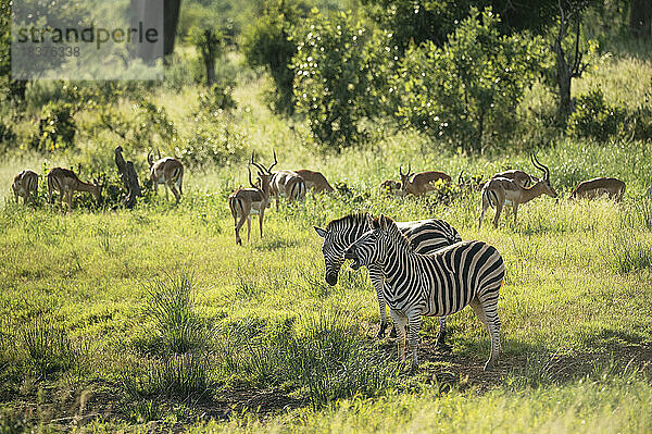 Südafrika  Krüger-Nationalpark  Zebras und Impalas auf einer Wiese