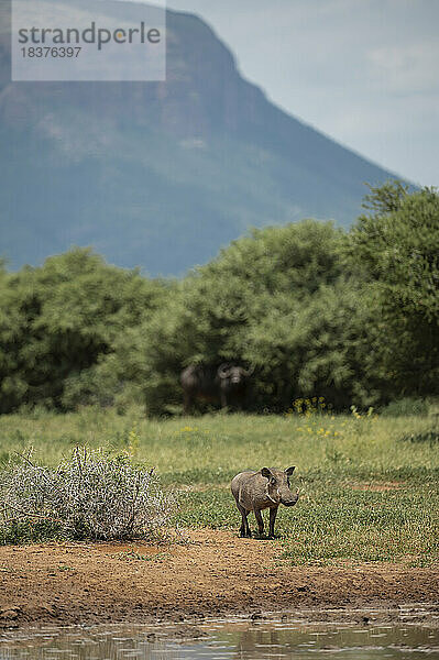 Südafrika  Marakele-Nationalpark  Warzenschwein am Wasserloch