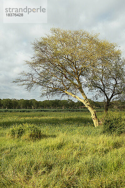 Südafrika  Krüger-Nationalpark  Fever Tree auf einer Wiese