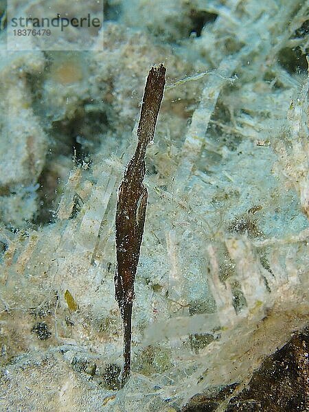 Seegras-Geisterpfeifenfisch (Solenostomus) cyanopterus)  Tauchplatz Hausriff  Mangrove Bay  El Quesir  Rotes Meer  Ägypten  Afrika