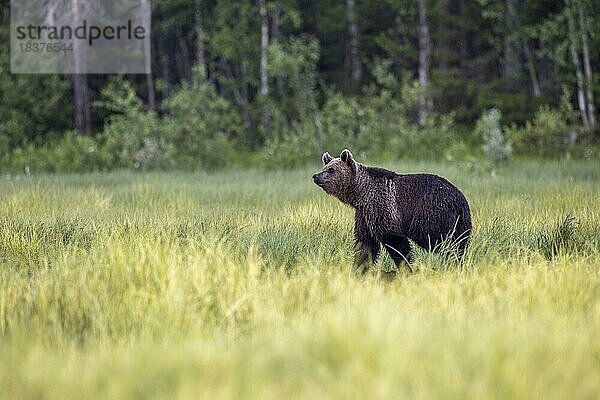 Braunbär (Ursus arctos)  jüngerer Bär  Waldlichtung  Kuusamo  Finnland  Europa