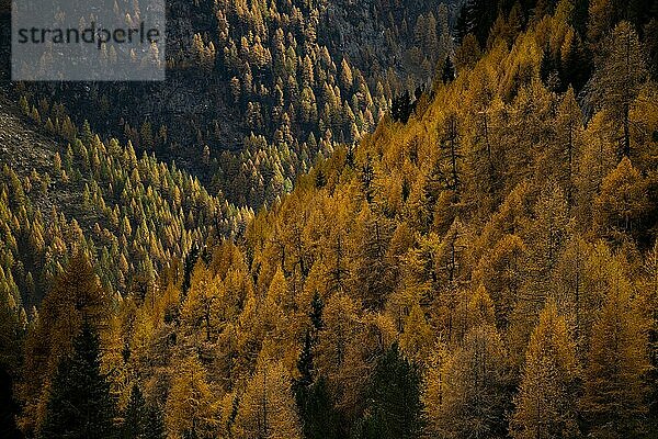 Herbstlicher Lärchenwald (Larix) in Berglandschaft  Martelltal  Meran  Vinschgau  Südtirol  Italien  Europa