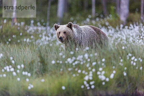 Braunbär (Ursus arctos)  hell  Waldlichtung  Wollgras  Kuusamo  Finnland  Europa