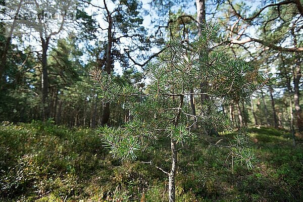 Darßer Urwald  junge Kiefer (Pinus) mit Spinnweben  Nationalpark Vorpommersche Boddenlandschaft  Mecklenburg-Vorpommern  Deutschland  Europa