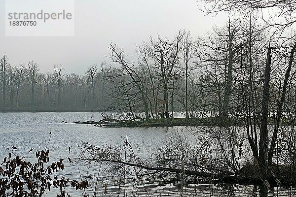 Nebel über dem Kreuzteich  Winter  Naturschutzgebiet Riddagshausen  Braunschweig  Niedersachsen  Deutschland  Europa