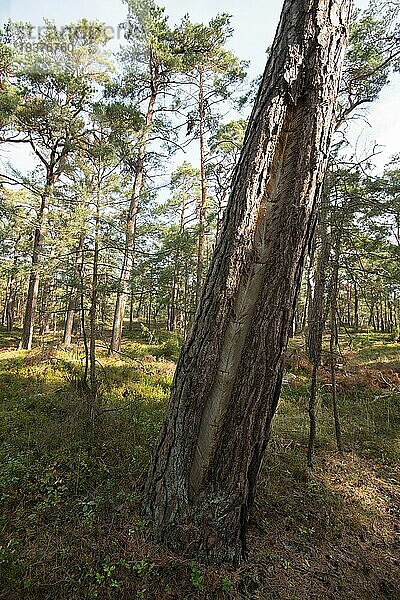 Darßer Urwald  Kiefer (Pinus) mit den Spuren historischer Harzgewinnung  Nationalpark Vorpommersche Boddenlandschaft  Mecklenburg-Vorpommern  Deutschland  Europa