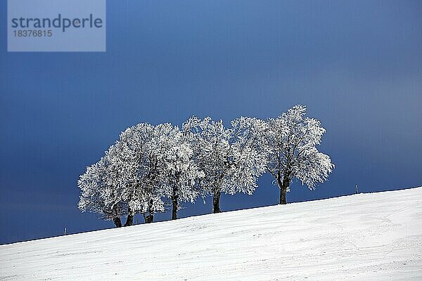 Schneebedeckte Baumgruppe in einem Schneefeld  blauer Himmel  Schauinsland  Schwarzwald  Baden-Württemberg  Deutschland  Europa
