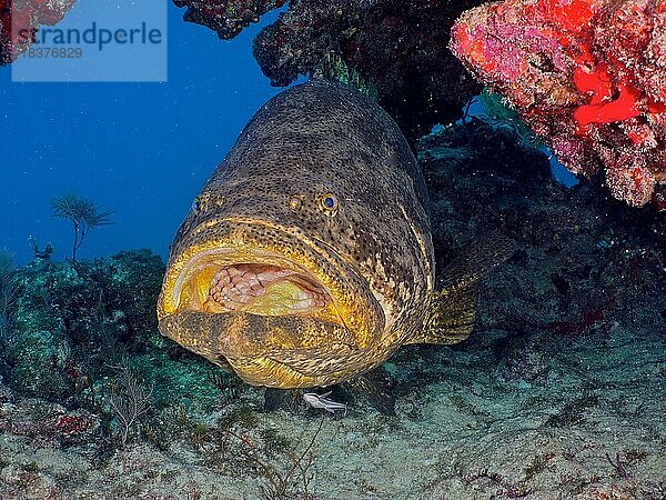 Riesenzackenbarsch (Epinephelus itajara) mit geöffnetem Maul an Putzerstation. Tauchplatz John Pennekamp Coral Reef State Park  Key Largo  Florida Keys  Florida  USA  Nordamerika