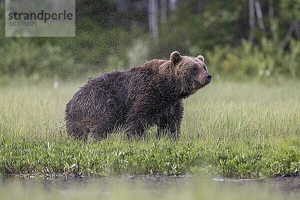Braunbär (Ursus arctos)  jüngerer Bär  dahinter Alpha-Bär  Kuusamo  Finnland  Europa