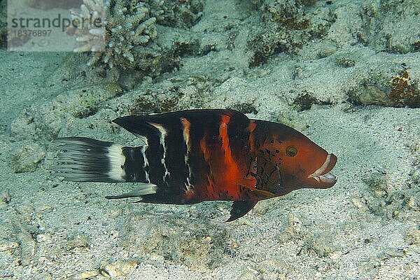 Rotbrust-Lippfisch (Cheilinus fasciatus) (Cheilinus quinquecinctus)  Lippfisch  mit geöffnetem Mund. Tauchplatz Hausriff Mangrove Bay  El Quesir  Ägypten  Rotes Meer  Afrika