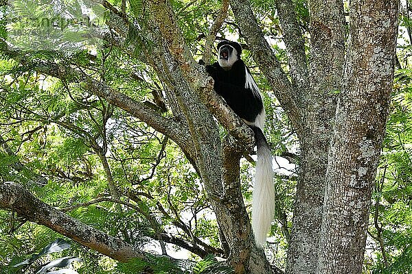 Mantelaffe (Colobus guereza) auf einem Baum in Kenia