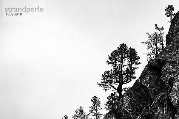 Einzelne Bäume auf Felsengrat im Gegenlicht  Pfossental  Meran  Vinschgau  Südtirol  Italien  Europa