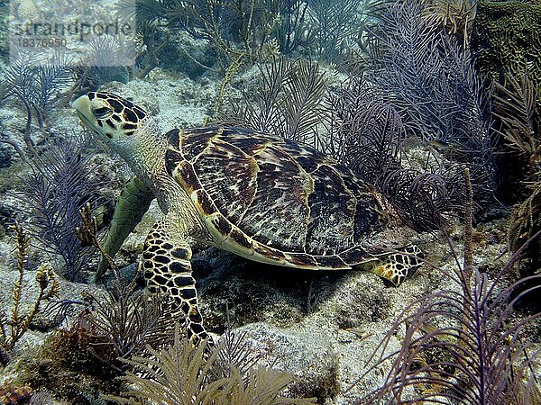 Echte Karettschildkröte (Eretmochelys imbricata imbricata) ruht auf dem Riff. Tauchplatz John Pennekamp Coral Reef State Park  Key Largo  Florida Keys  Florida  USA  Nordamerika