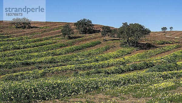 Feld mit blühendem Sauerklee  Algarve  Portugal  Europa